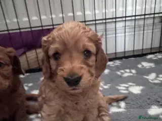 Cockapoo dogs Beautiful Home-Raised cockapoo Puppies – - Advert 1