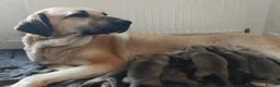 Turkish Kangal dogs for sale: LAST TURKISH KANGAL PUPPY! - Advert 8