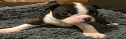 Boston Terrier dogs for sale: Stunning KC Reg Boston Terrier last girl left - Advert 33