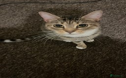 British Shorthair cats for sale: Beautiful Mum and babies looking for a new home❤️ - Image 1