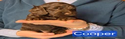 Cockapoo dogs for sale: Stunning cockapoo puppies for sale - Advert 18