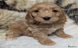 Cockapoo dogs for sale: Beautiful F1 Cockapoo puppies DNA clear  - Image 20