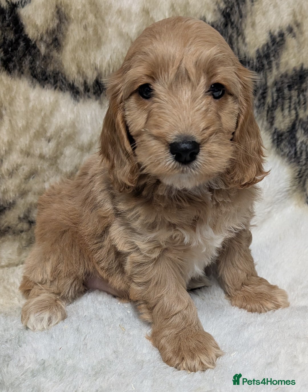 Cockapoo dogs for sale: Beautiful F1 Cockapoo puppies DNA clear  - Image 20