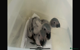 Parrots birds for sale: 3 African Grey Babies (Hand Reared) - Image 1