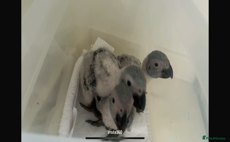 Parrots birds - Advert 1