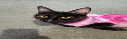 Mixed Breed cats for sale: Mixed breed kittens - Advert 1