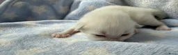 Ragdoll cats for sale: Stunning Ragdoll kittens Blue & Lilac Mitted boys  - Advert 14