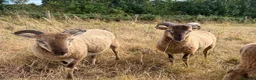 Sheep livestock for sale: Pedigree Castlemilk Moorit sheep in Taunton - Advert 2