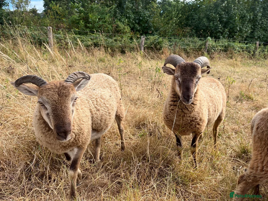 Sheep livestock for sale: Pedigree Castlemilk Moorit sheep in Taunton - Advert 2