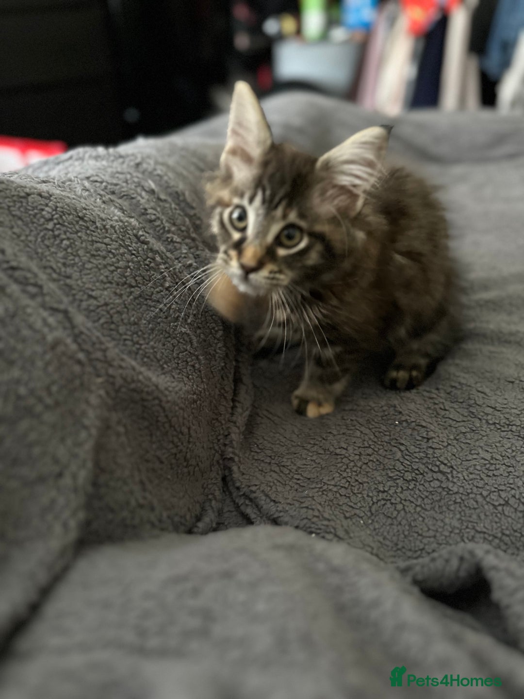 Maine Coon cats for sale: Mainecoon little lady ready for new home - Advert 6