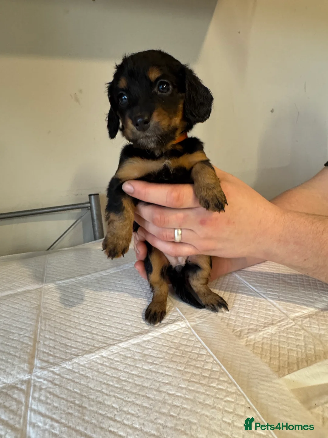 Doxiepoo dogs for sale: Doxiepoo pups  - Advert 12