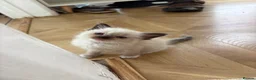 Ragdoll cats for sale: Beautiful Ragdoll kittens! in Fareham - Advert 29