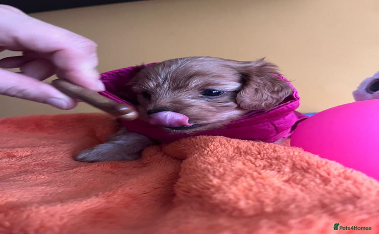 Cockapoo dogs - Advert 2