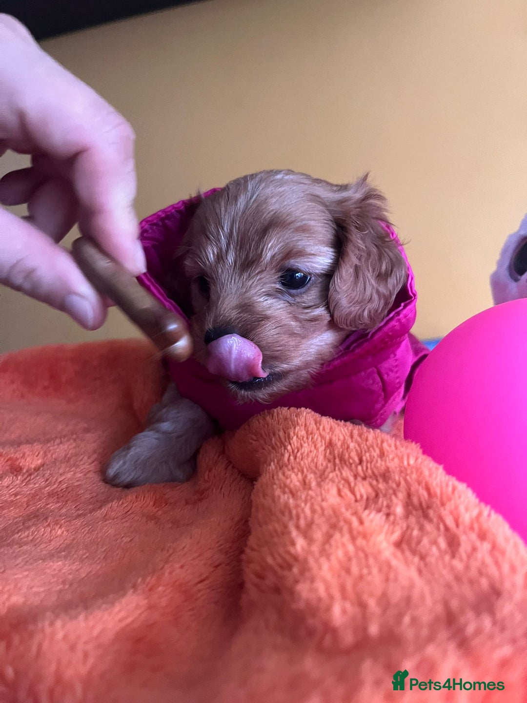Cockapoo dogs for sale: F1b Cockapoo Puppies Ready Soon for Loving Homes - Image 6