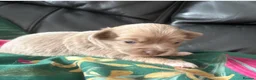 Chihuahua dogs for sale: Stunning Long Haired Chihuahua Puppies - Advert 17