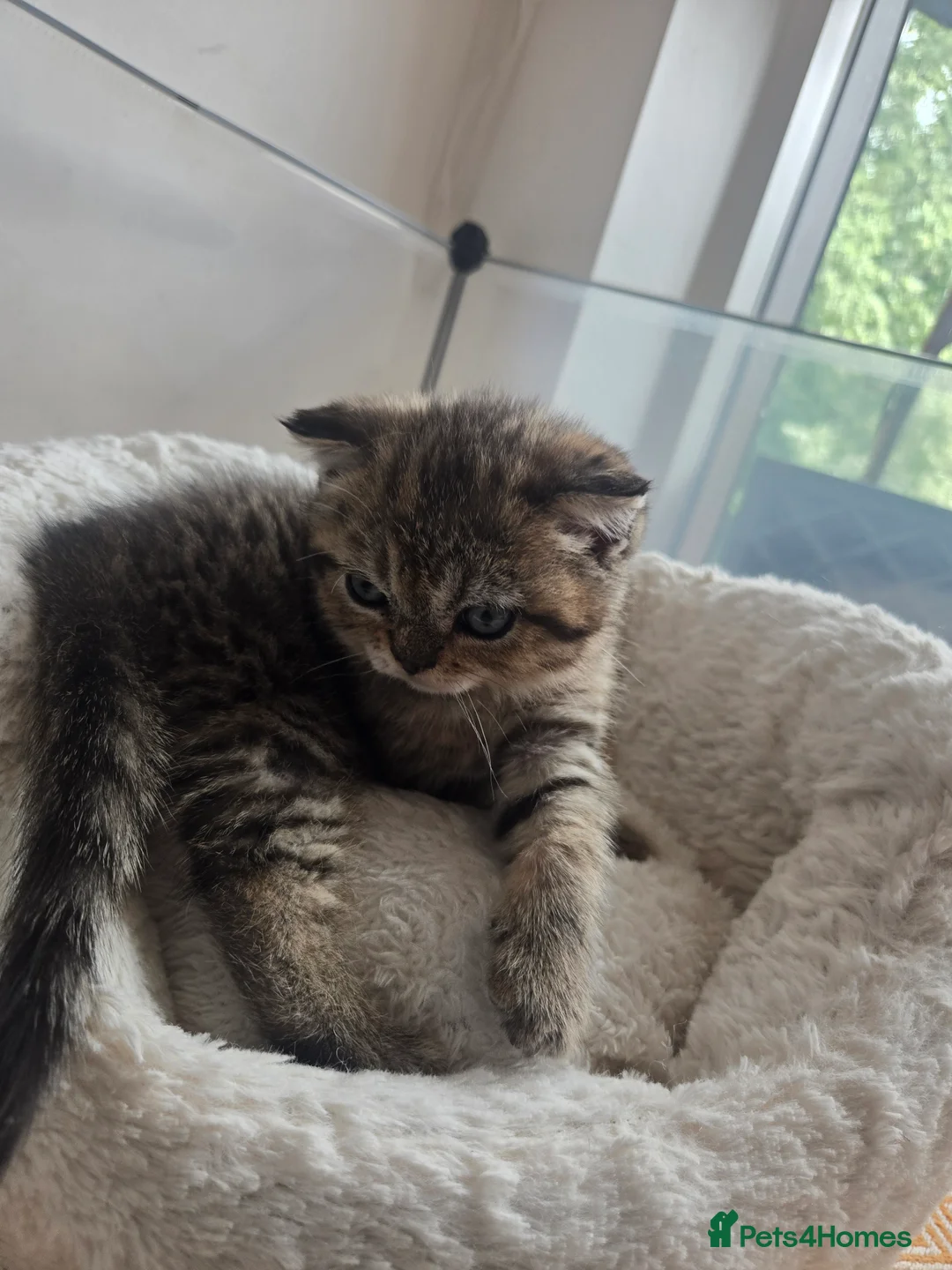 British Shorthair cats for sale: STUNNING! British Shorthair Black Golden Tabbys - Advert 22