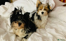 Biewer Terrier dogs for sale: Biewer Yorkshire Terrier - Image 5