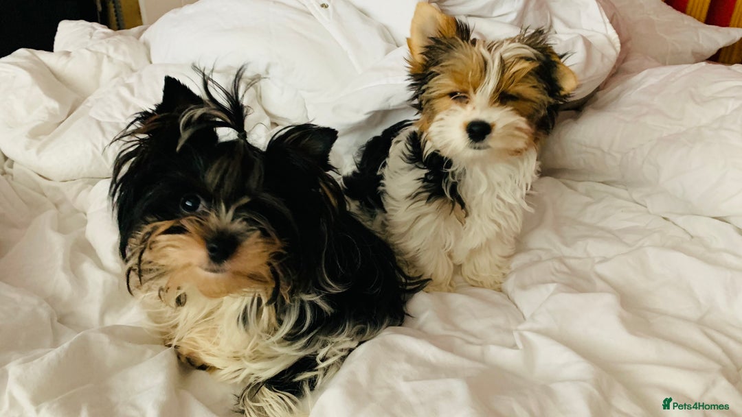 Biewer Terrier dogs for sale: Biewer Yorkshire Terrier - Image 5