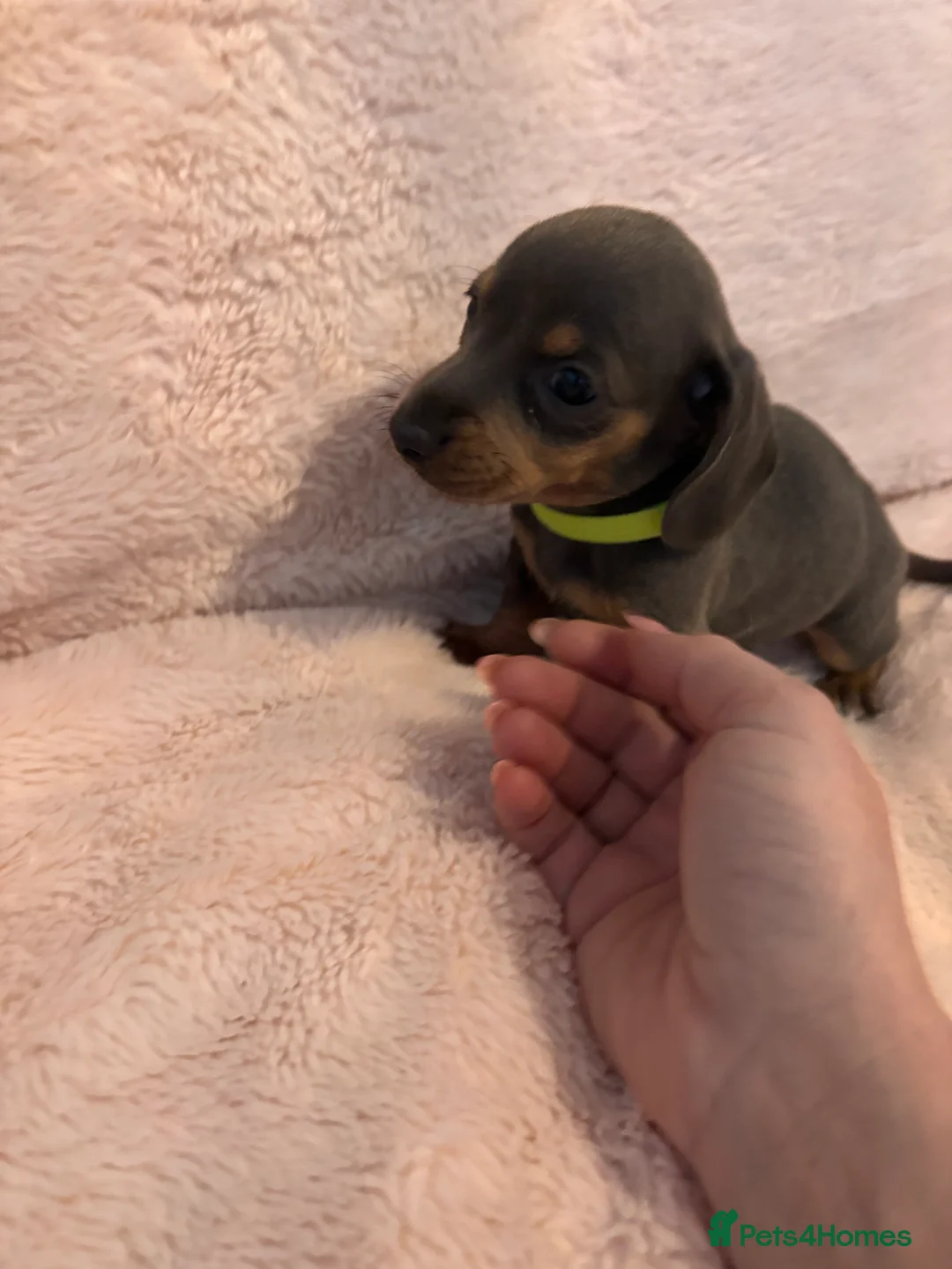 Miniature Dachshund dogs for sale: KC Registered Mini Dachunds Blues and Isabelle’s - Advert 2