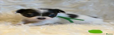 Chihuahua 3