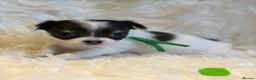 Chihuahua dogs for sale: KC Regd Chihuahua Pups parents fully health tested - Advert 17