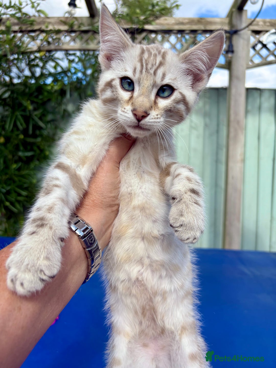 Savannah cats for sale: Superb snow leopard boys - Image 1