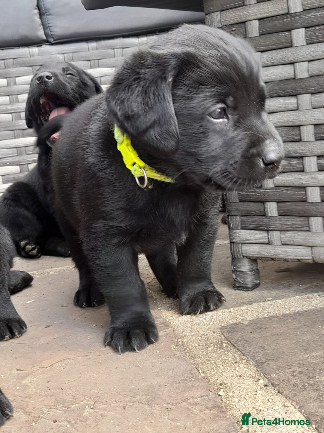 Labrador Retriever dogs for sale: KC Registered working Labrador puppies - Image 18