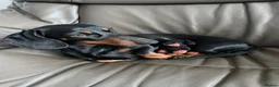Miniature Dachshund dogs for sale: Beautiful Miniature Dachshund Puppies - Advert 4