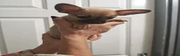 Chihuahua dogs for sale: Chihuahua puppys - Advert 18