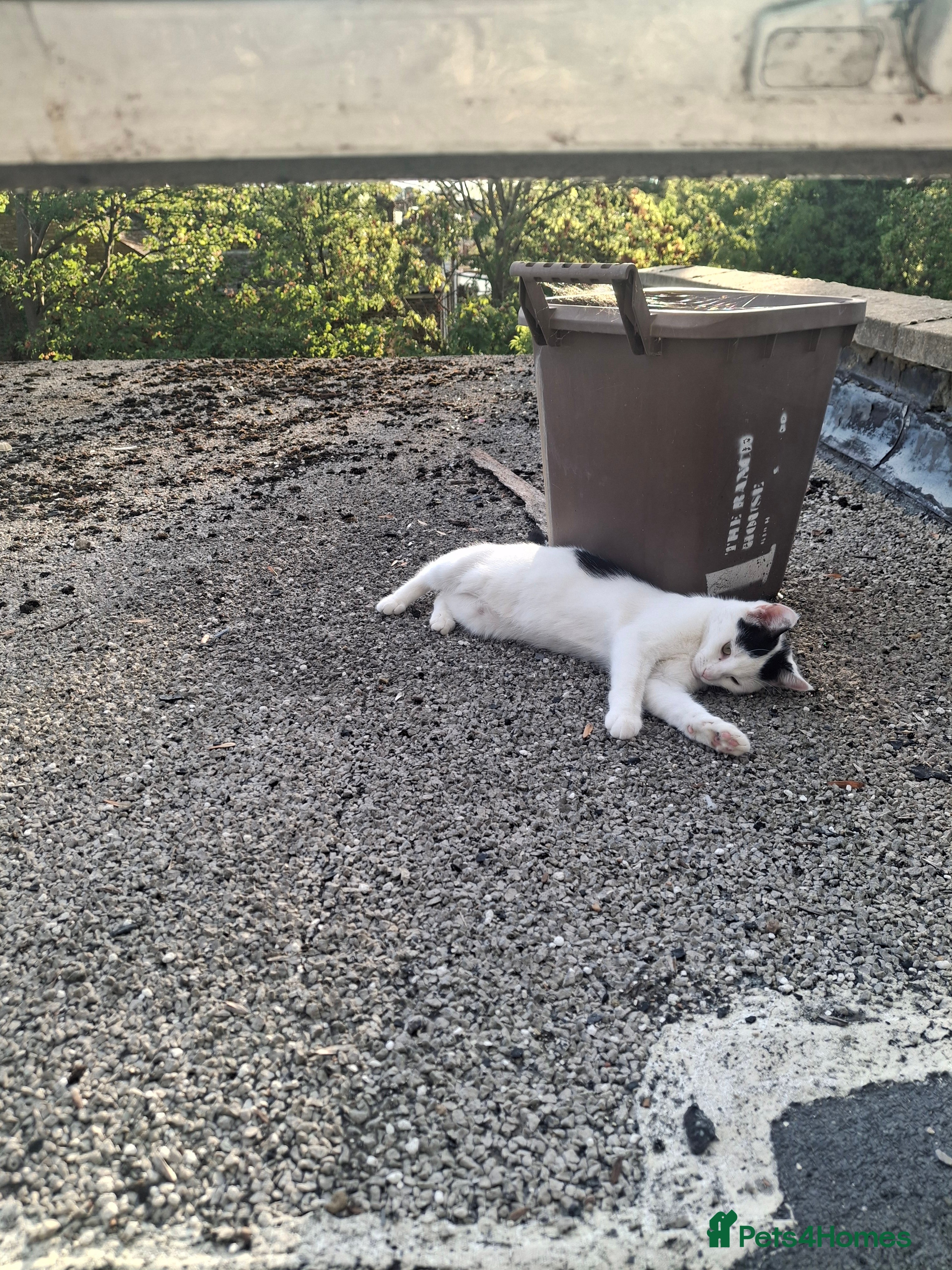 Mixed Breed cats 🐾 Tina & Nina — Pair of Beautiful Ragdoll-Cross  - Advert 2