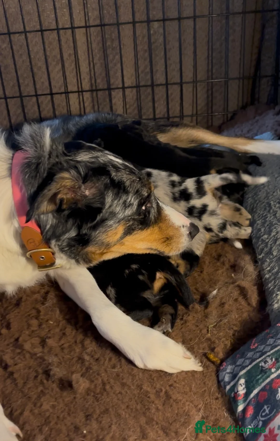 Mixed Breed dogs for sale: Border Rotty puppies for sale  - Advert 2