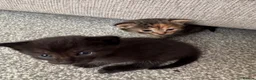 British Shorthair cats for sale: 6 adorable kittens - Advert 14