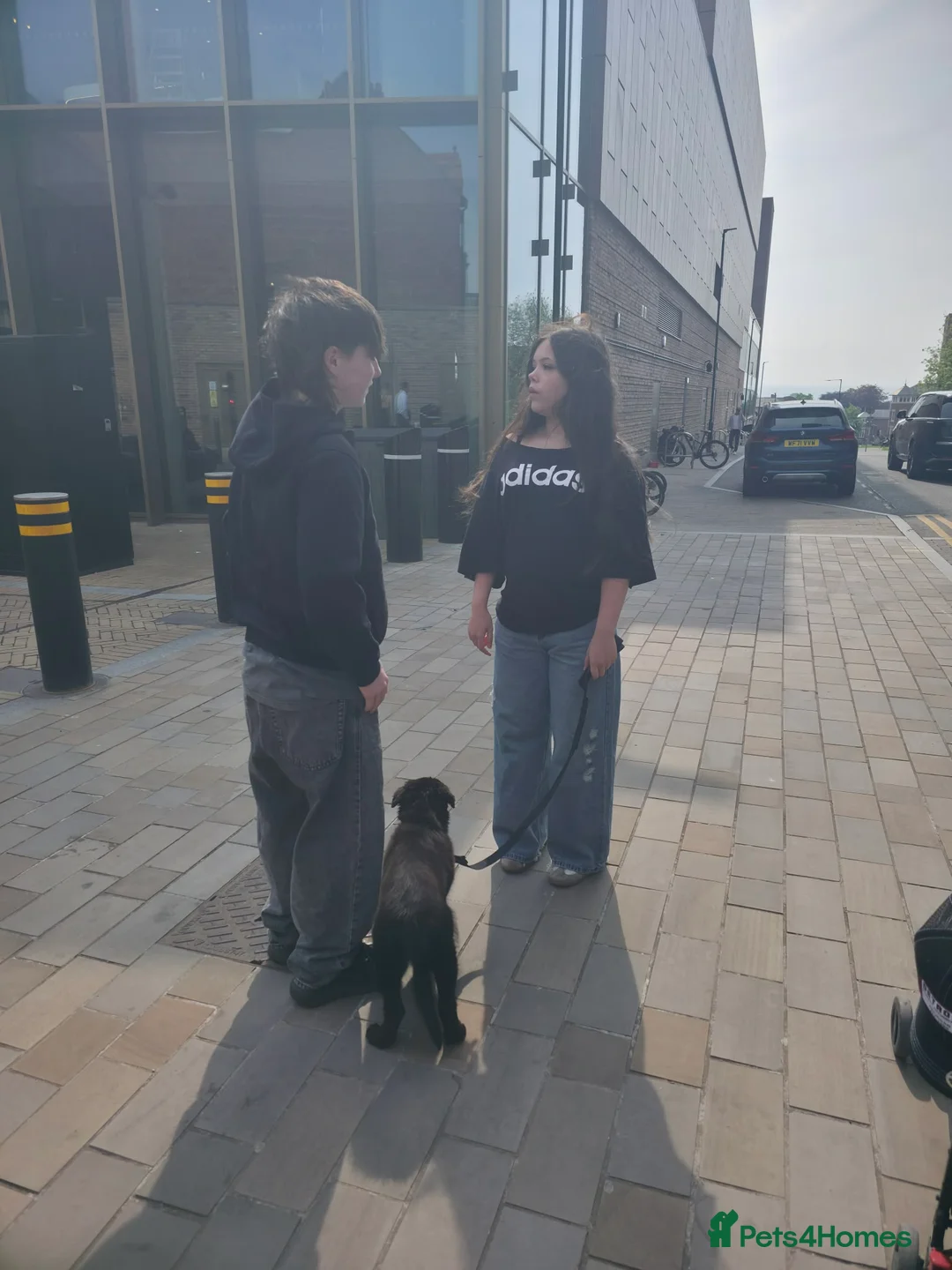 Border Collie dogs for sale: Gorgeous and Gentle Border collie male in Saint Helens - Advert 11