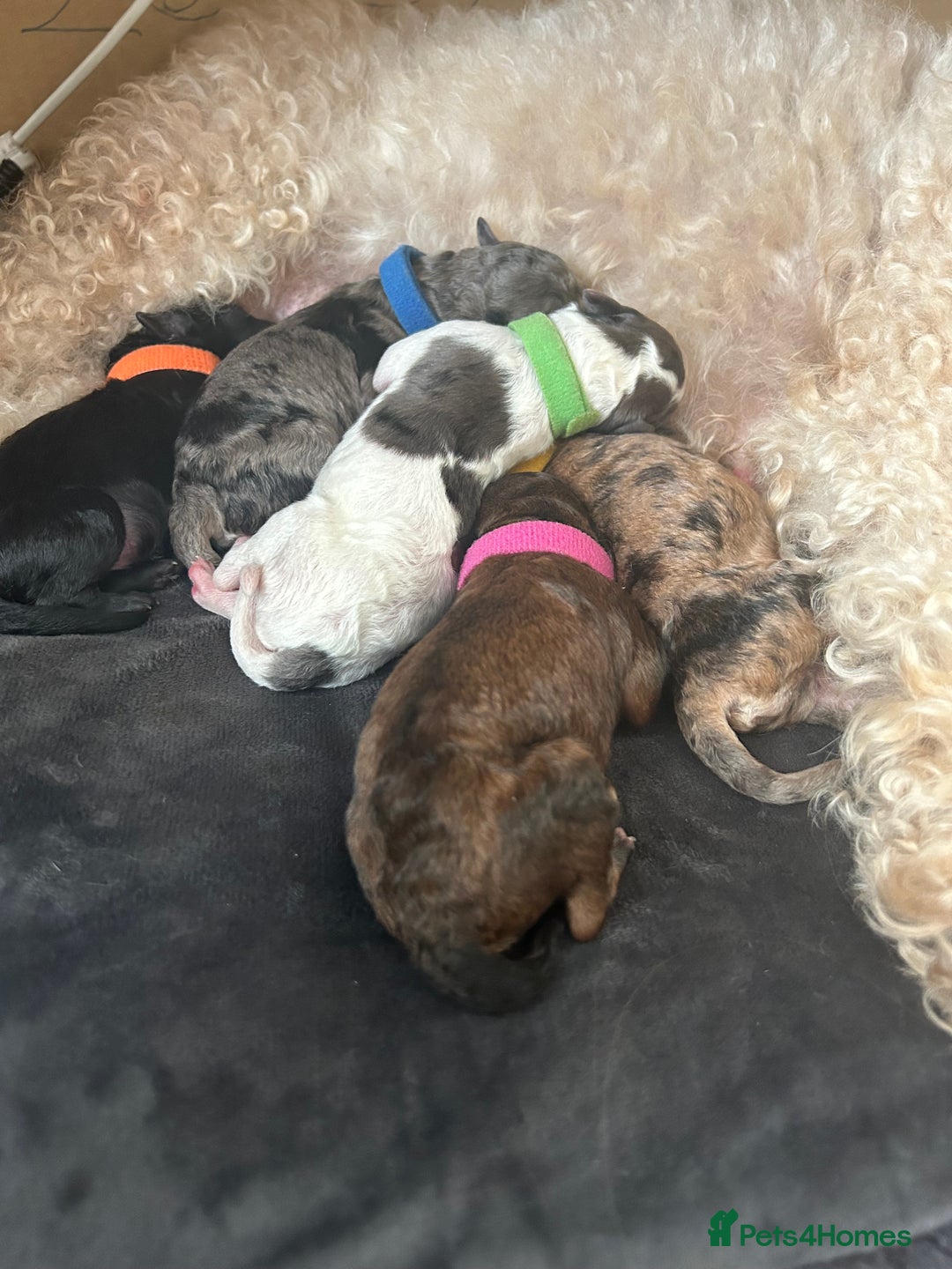 Poochon dogs for sale: Gorgeous poochon puppies 🐶🐾 - Image 2