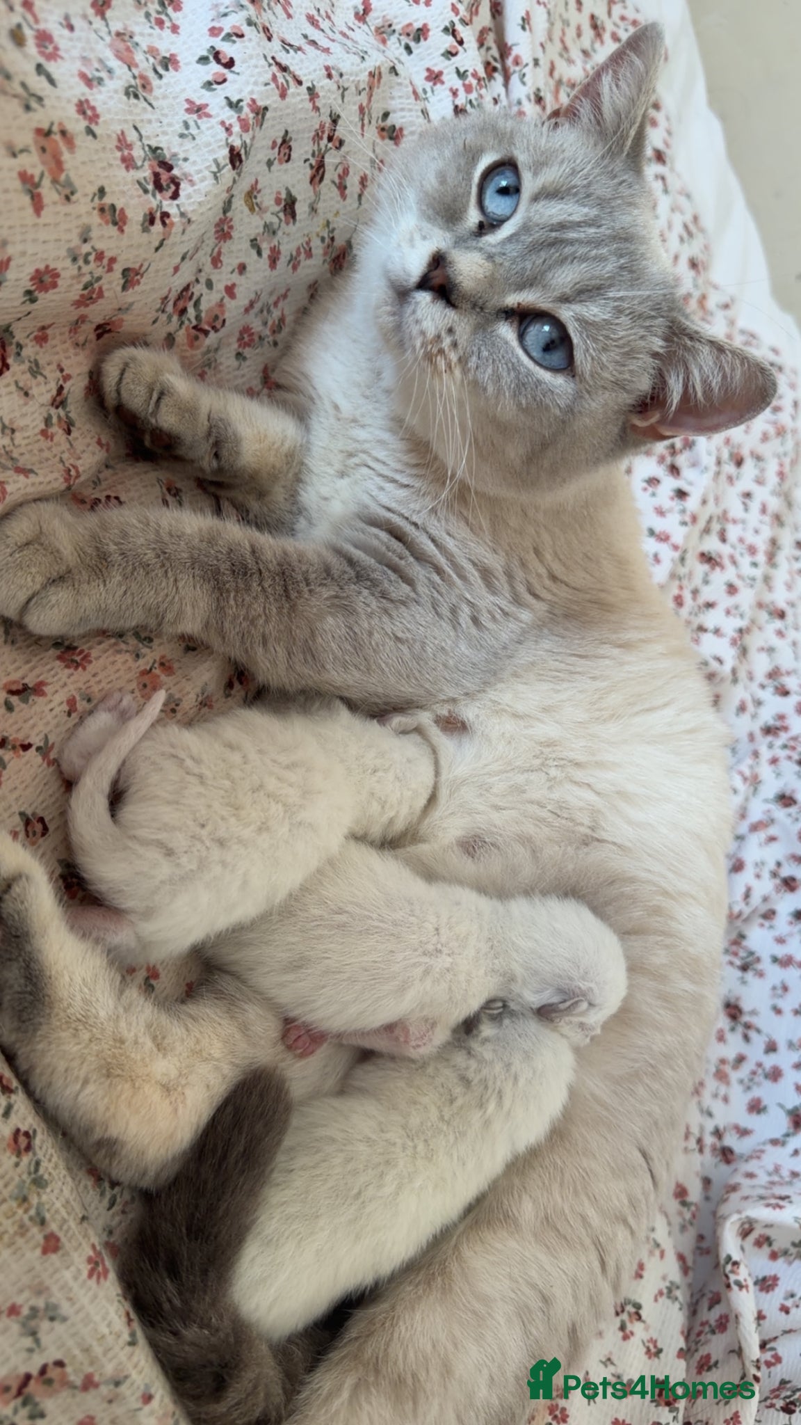 Mixed Breed cats bsh kittens for sale  - Advert 3