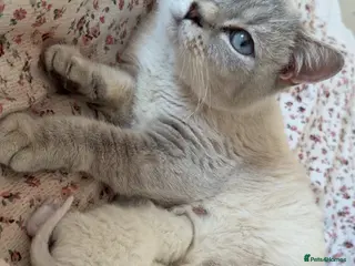 Mixed Breed cats bsh kittens for sale - Advert 3