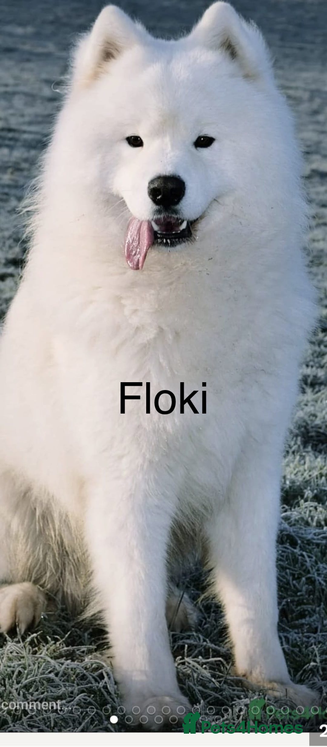 Samoyed dogs for sale: Beautiful Pure Breed Samoyed Puppies - Image 4