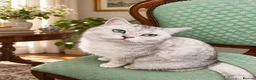 British Shorthair cats for sale: Pure British Shorthair boys❤️ in Barnsley - Advert 9