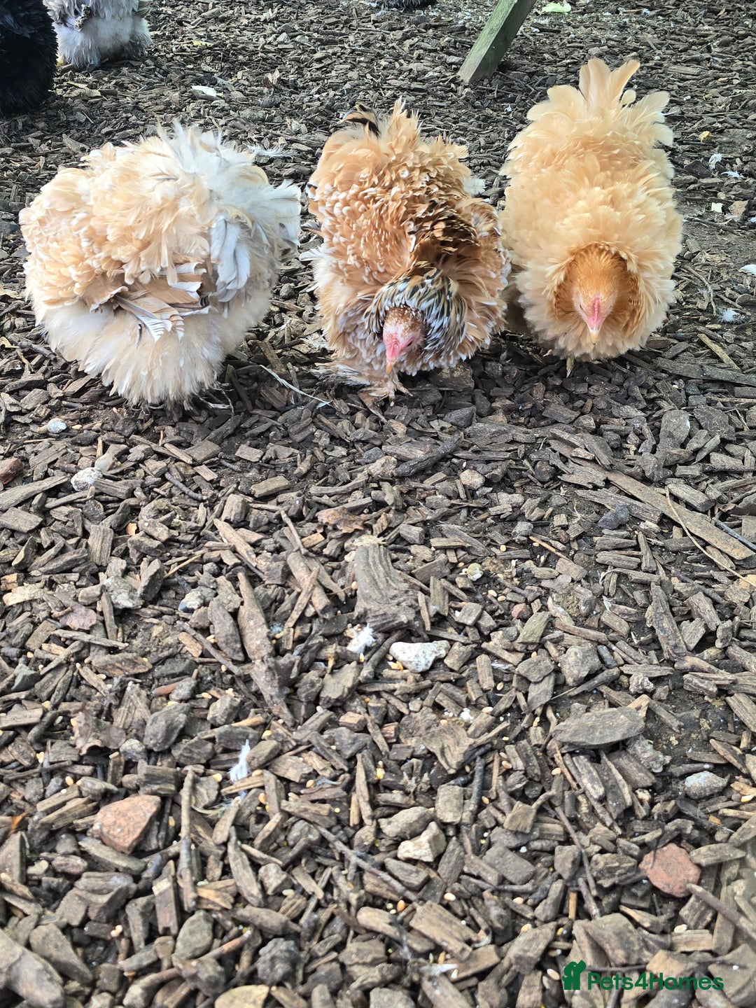 Chickens poultry for sale: Pekin Bantam Pullets  - Advert 7