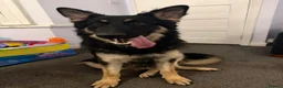 German Shepherd dogs for sale: 10 Month old german shepherd  in Birmingham - Advert 1