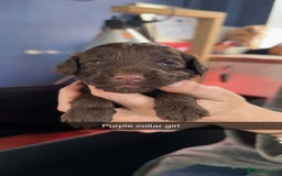 Cockapoo dogs for sale: ABSOLUTELY GORGEOUS F1 COCKAPOO PUPS!! - Image 6