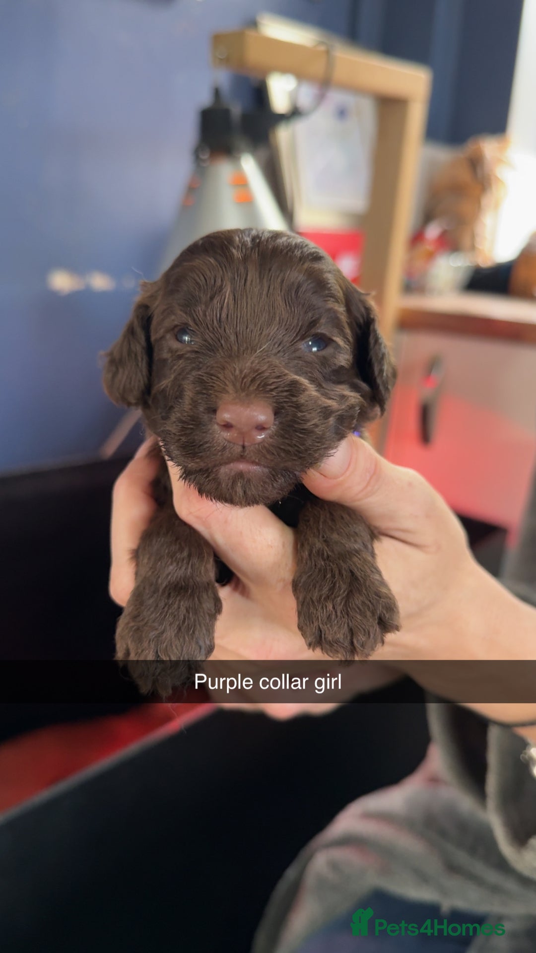 Cockapoo dogs for sale: ABSOLUTELY GORGEOUS F1 COCKAPOO PUPS!! - Image 6