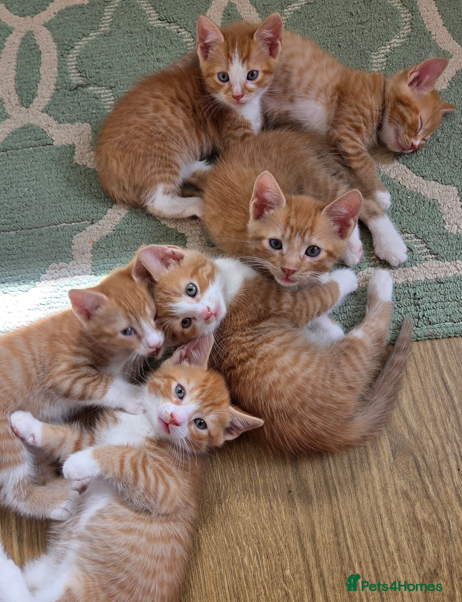 Mixed Breed cats Beautiful 1/4 maine coon kittens. - Advert 1