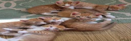 Mixed Breed cats for sale: Beautiful 1/4 maine coon kittens. - Advert 14