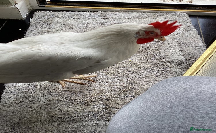 Chickens poultry - Advert 2