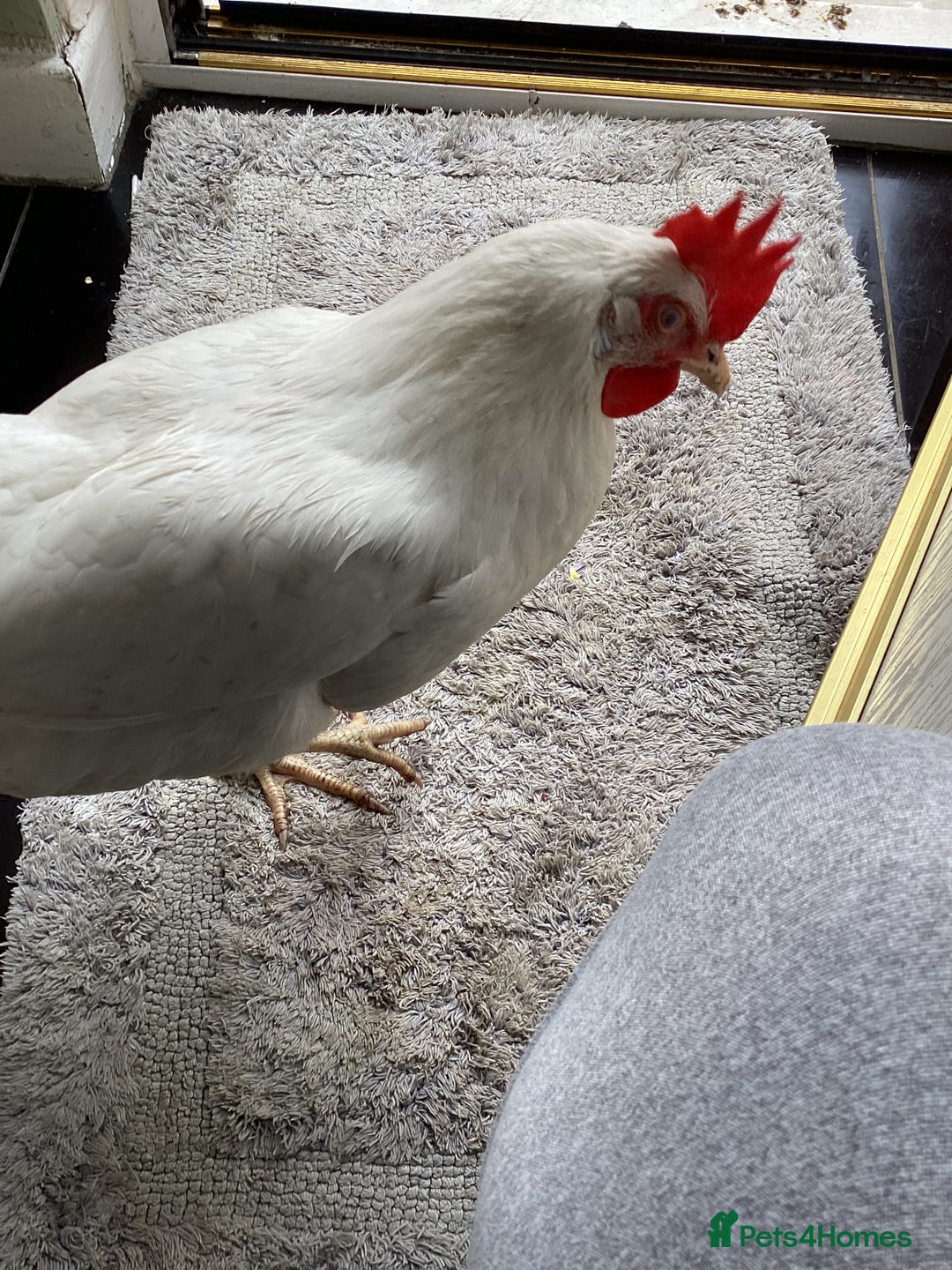Chickens poultry for sale: Young laying Hen needs a new home - Image 1