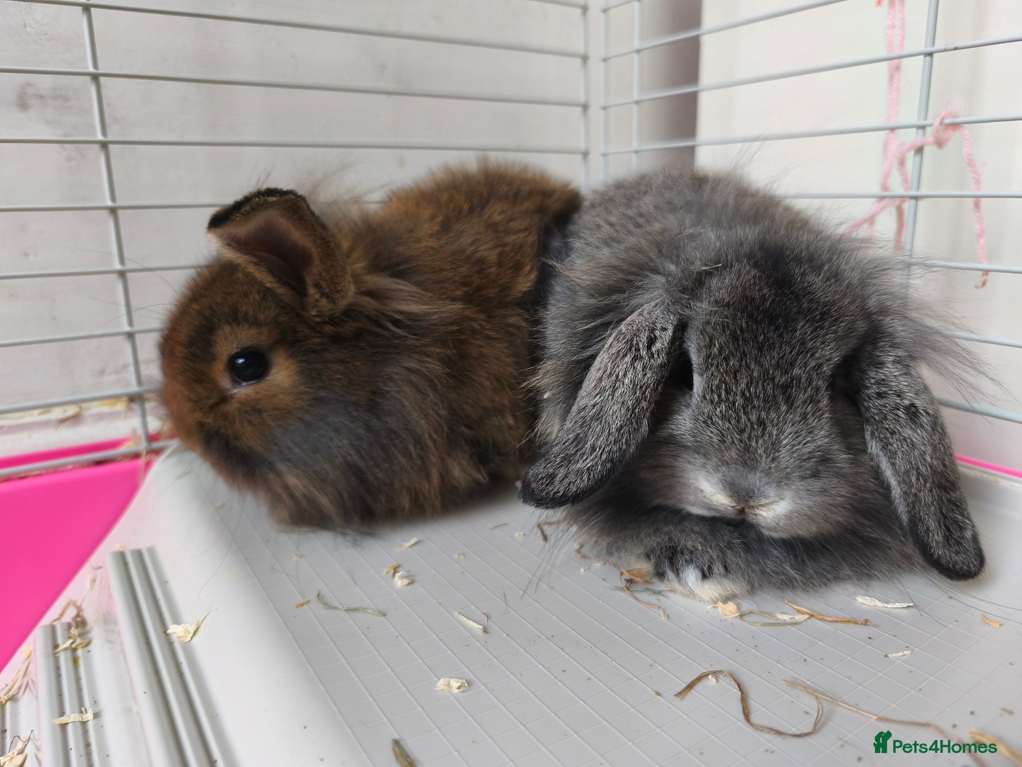 Mini Lop rabbits 1 Grey Boy Ready Now 💙 - Advert 2