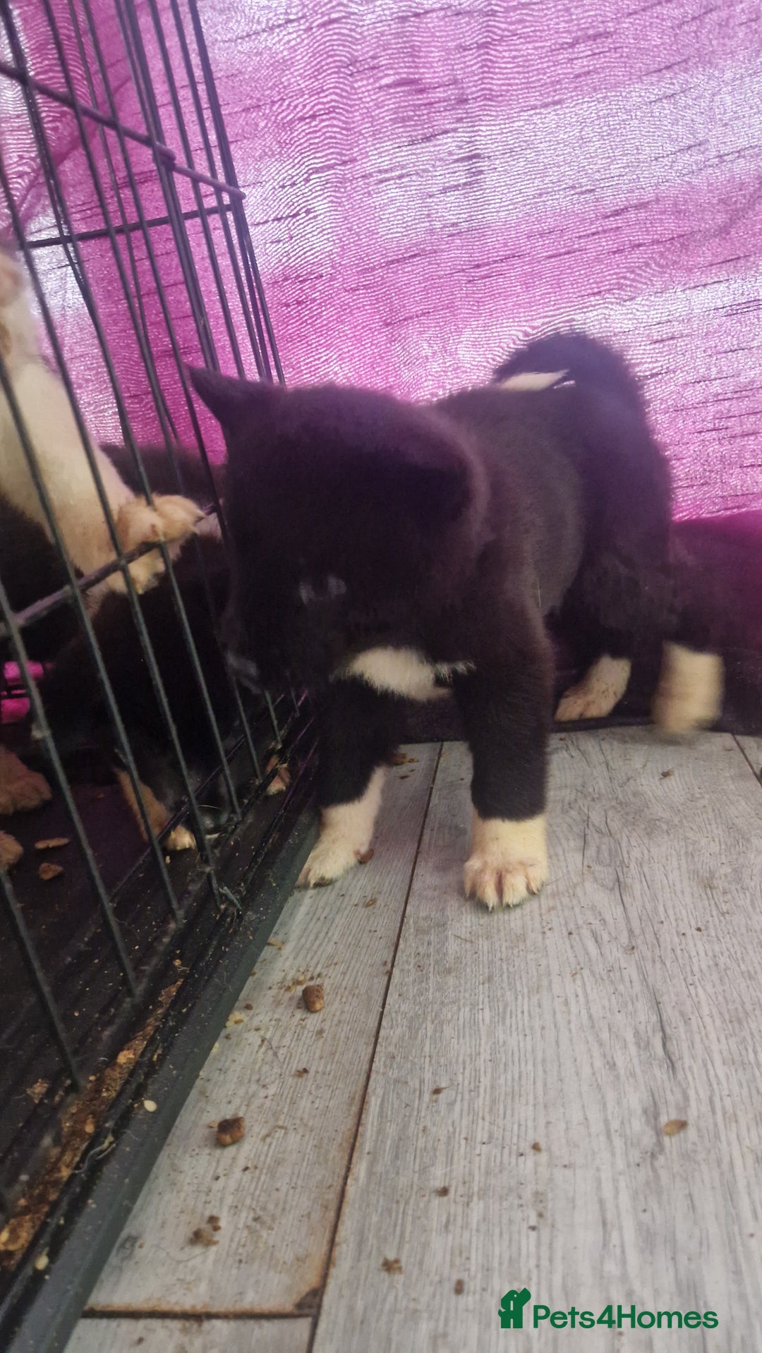 Akita dogs for sale: BEAUTIFUL  AMERICAN AKITAS - Advert 7