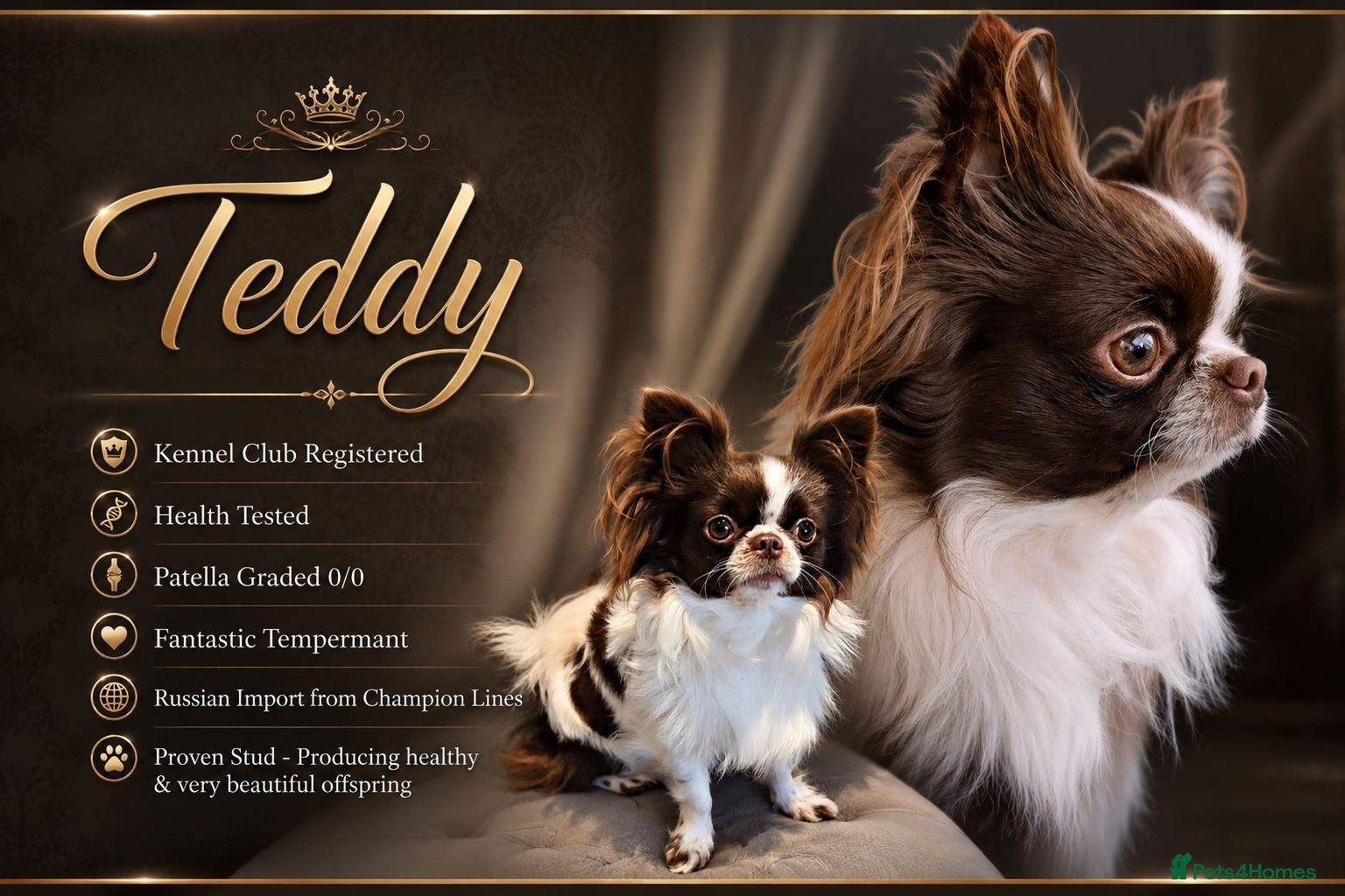 Chihuahua dogs KC reg-Heath Tested-Proven Stud - Advert 20