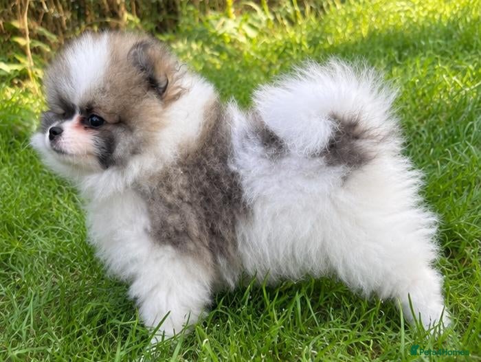 Pomeranian dogs REDUCED TO FIND NEW HOMES  - Advert 1